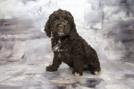 Cockapoo with gray marbled background 