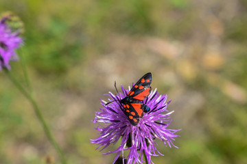 Fototapeta na wymiar red butterfly on purple flowers close up with blurred background 