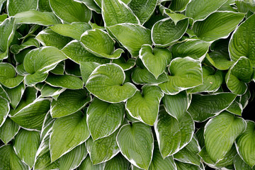 Fototapeta premium Background from leaves hosts (Funkiya) of a grade of 