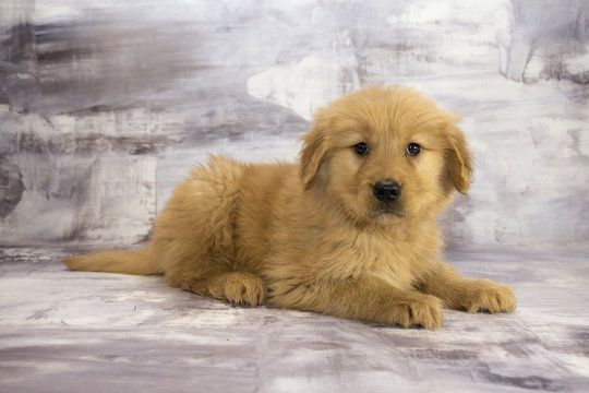  Golden Retriever with gray marbled background 