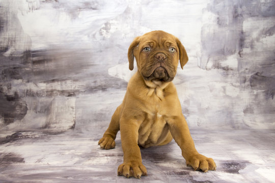Dogue de Bordeaux with gray marbled background 