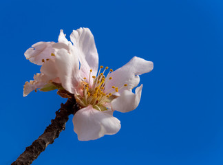 Fototapeta na wymiar almonds tree flowers macro spring background blue sky