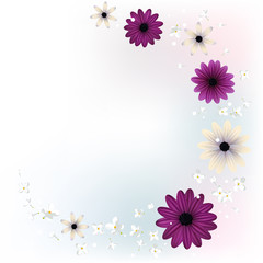 Gerbera. Purple. Flowers. Floral background. Frame. Border. Daisies. White. Spring illustration.