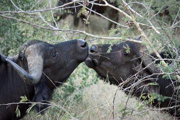 Buffalo kiss