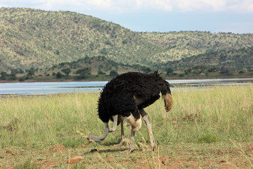 Ostrich at African Savannah