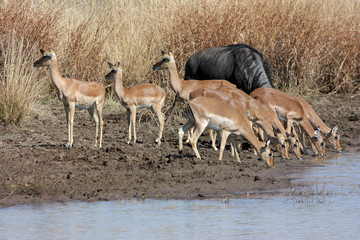 Impalas and Blue Wildebeest