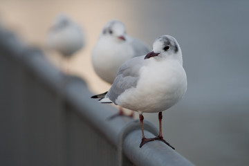 Lachmöwen auf einem Metallzaun