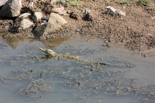 Young corocodile