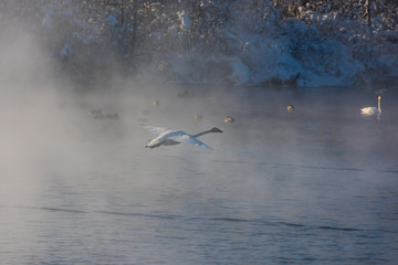 Fototapeta premium Beautiful white whooping swans swimming in the nonfreezing winter lake. The place of wintering of swans, Altay, Siberia, Russia.