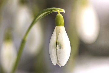 Schneegl&ouml;ckchen