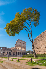 Obraz premium Colosseum as seen from the Palatine Hill in Rome, Italy
