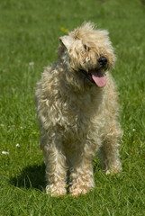 Irish Soft Coated Wheaten Terrier in einer Wiese