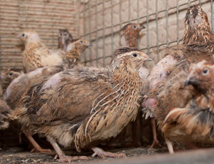 A few quails in a cage on a chicken farm