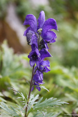 Purple flower detail