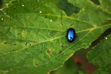 Blue bug at leaf