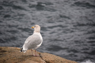 New England Seagull