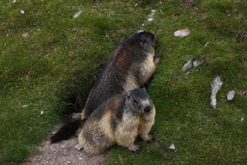 Two cute Marmots