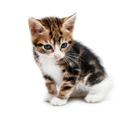 Obraz premium Little grey kitten