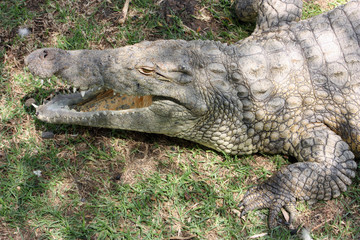 Crocodile