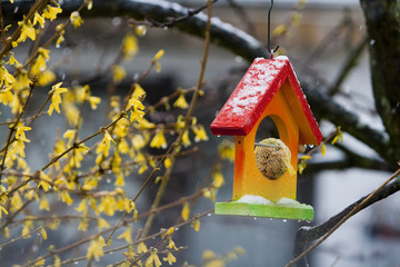 kleines buntes Vogelhäuschen mit Meisenknödel neben blühender Forsythie während eines Schneeschauers im Frühjahr