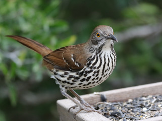 Long-billed Thrasher at a Feeder
