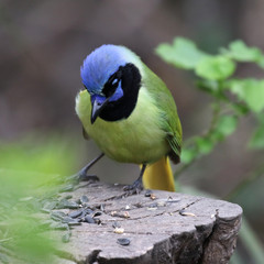 Green Jay at a Feeder