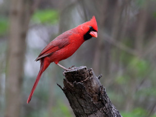 Male Northern Cardinal