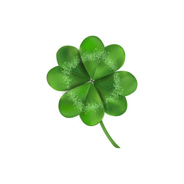 Lucky four leaf clover isolated on white background