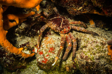 Crab