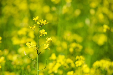 Rapeseed field. Rapes on the field in summer. Selective focus