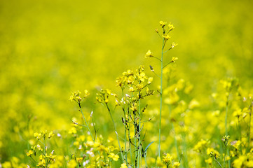 Rapeseed field. Rapes on the field in summer. Selective focus