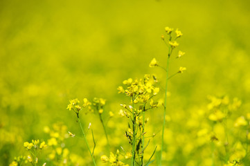 Rapeseed field. Rapes on the field in summer. Selective focus