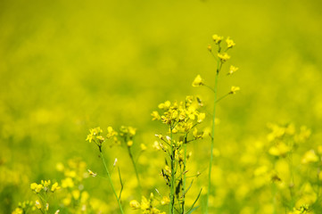 Obraz premium Rapeseed field. Rapes on the field in summer. Selective focus