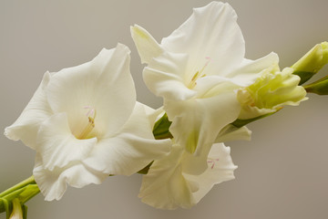Bouquet of white gladioli. Whiteness delicate gladiolus flowers close-up.