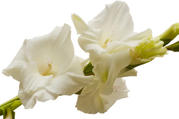 Fototapeta na wymiar Bouquet of white gladioli. Whiteness delicate gladiolus flowers close-up. Isolated, white background.