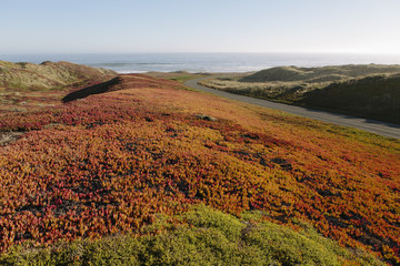 Landscape covered with ice plant.