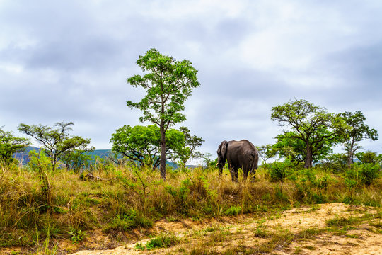 Lone elephant in wondering through the grass near Pretoriuskop Rest Camp in Kruger National Park in South Africa