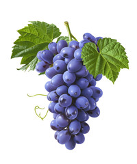 Fototapeta premium Vertical bunch of blue grapes isolated on white background