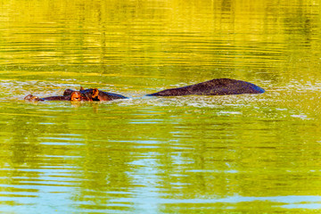 Hippopotamus floating in Olifants Drink Gat watering hole in Kruger National Park in South Africa