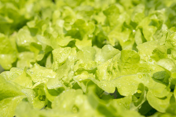 Green oak salad lettuce farm .Organic food ,agriculture and hydroponic conccept.