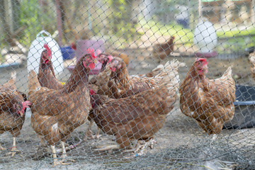 Rhode island red chicken in small farm.