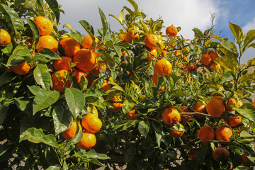 orange tree with ripe fruits at sunny day