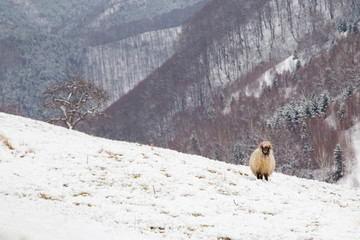 Rural landscape of the romanian sheepfold, at Sibiu county 