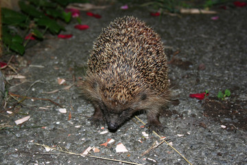 Ein Igel im Garten