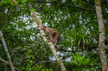 Wild Capuchin Monkey sitting over a branch, inside of the amazon rainforest in Cuyabeno National Park in Ecuador
