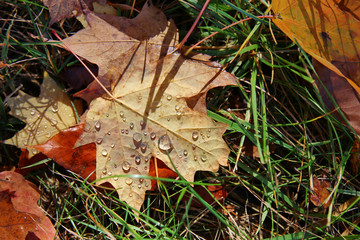 Fall leaves background