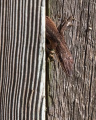 Brown Anole Looking for Warmth in the Winter Sun!