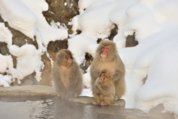 Naklejka premium Parent and child of Japanese monkey