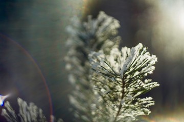 hoarfrost