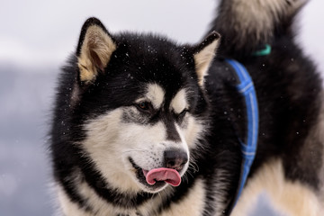 Obraz premium Cani da slitta